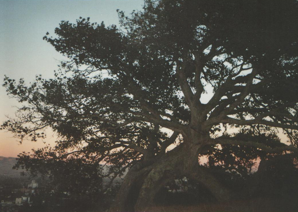 Explorers (1985) - The Tree Where Wolfgang Crashes